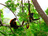 Spider Monkeys